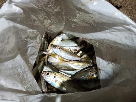 2023/11/26 南港ライトゲーム釣行 (アジ狙い)