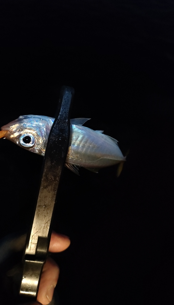 休み終わりのアジング