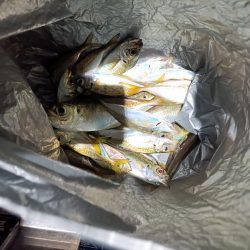 2023/11/29 南港ライトゲーム釣行 (アジ狙い)