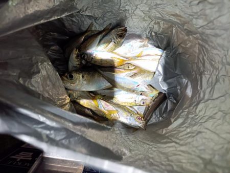 2023/11/29 南港ライトゲーム釣行 (アジ狙い)