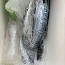 筏ショアジギングでサゴシ