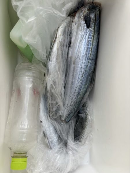 筏ショアジギングでサゴシ