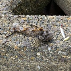 宮津〜舞鶴ランガンでサゴシ2匹