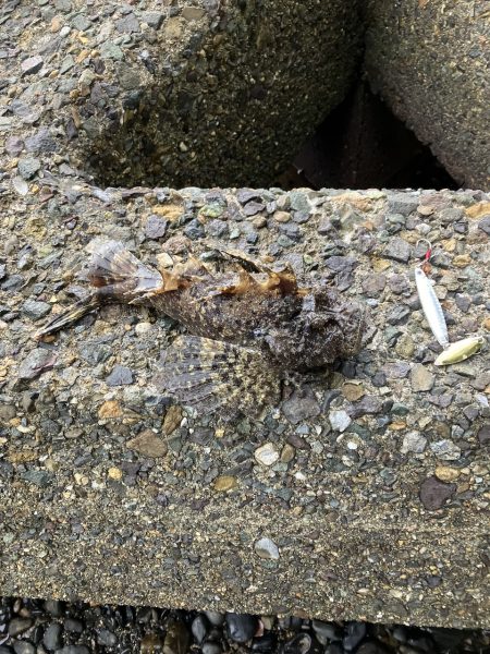 宮津〜舞鶴ランガンでサゴシ2匹