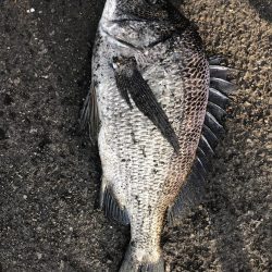 イチノ兄弟、釣果!