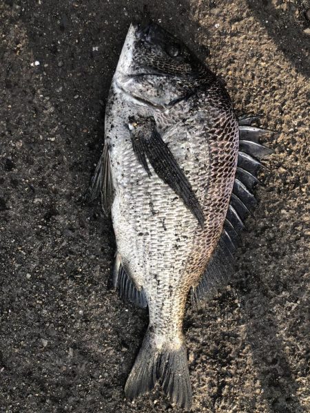 イチノ兄弟、釣果!