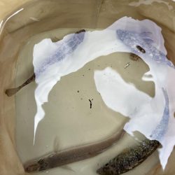 サビキっす　冬の海