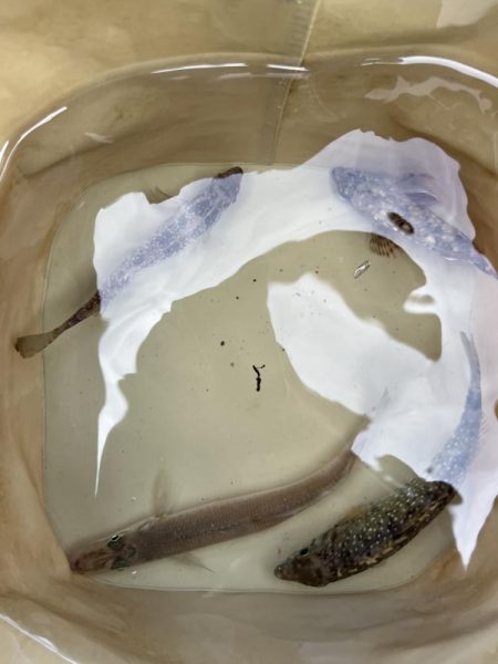 サビキっす　冬の海