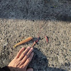 投げはじめました