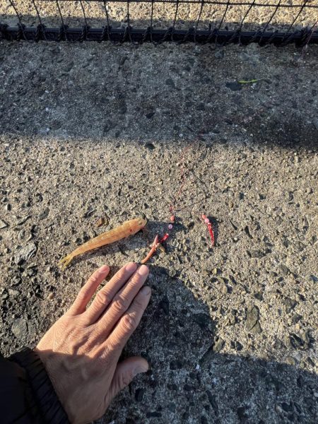 投げはじめました