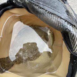 陸は紅葉海はカレイ