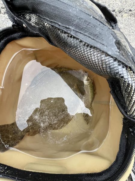 陸は紅葉海はカレイ