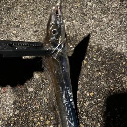 タチウオ、穴子にガシラ、ウニまでも