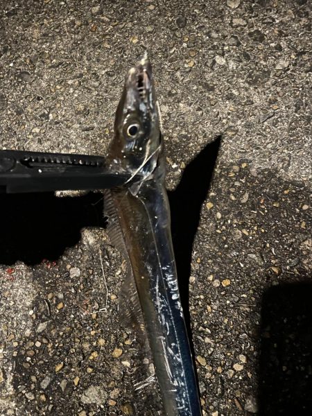 タチウオ、穴子にガシラ、ウニまでも