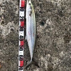 サワラからのサワラ