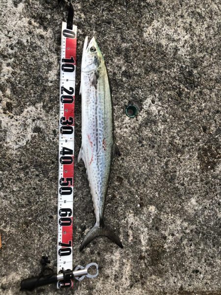 サワラからのサワラ