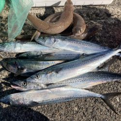 祭りに参戦出来ず