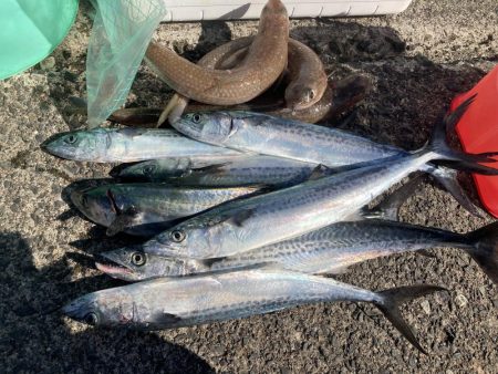 祭りに参戦出来ず