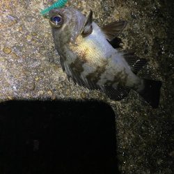 小一時間のメバリング