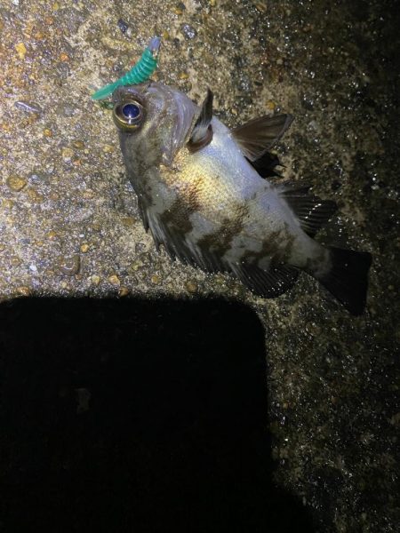 小一時間のメバリング