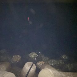 アジを求めて…