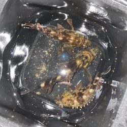 裏切らないガシリング