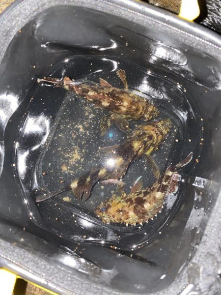 裏切らないガシリング