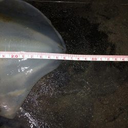 エギング　新潟市内ホーム釣行