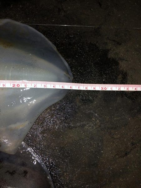 エギング　新潟市内ホーム釣行