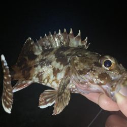 アジングイベント3