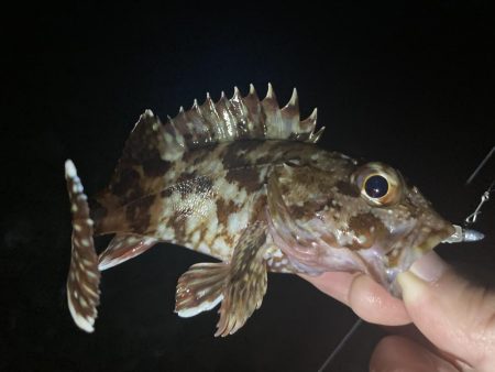 アジングイベント3