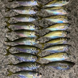 アジングイベント釣果