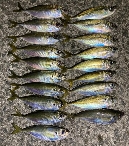 アジングイベント釣果