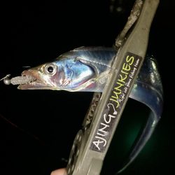 アジングイベント釣果