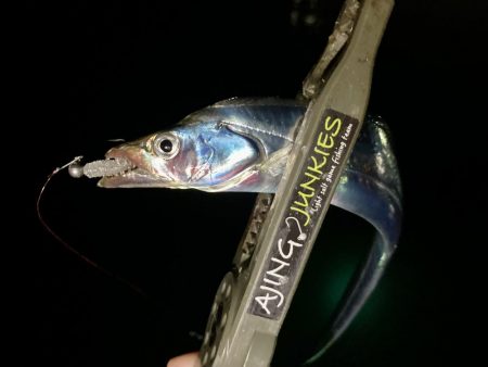 アジングイベント釣果