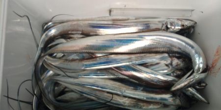 泉州丸　釣果