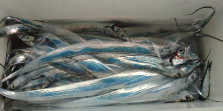 泉州丸　釣果