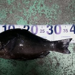 和歌山市江(吉丸渡船)でグレ釣り