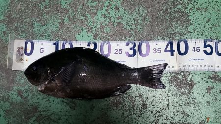 和歌山市江(吉丸渡船)でグレ釣り