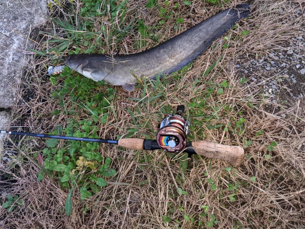 やっぱり着いてた。