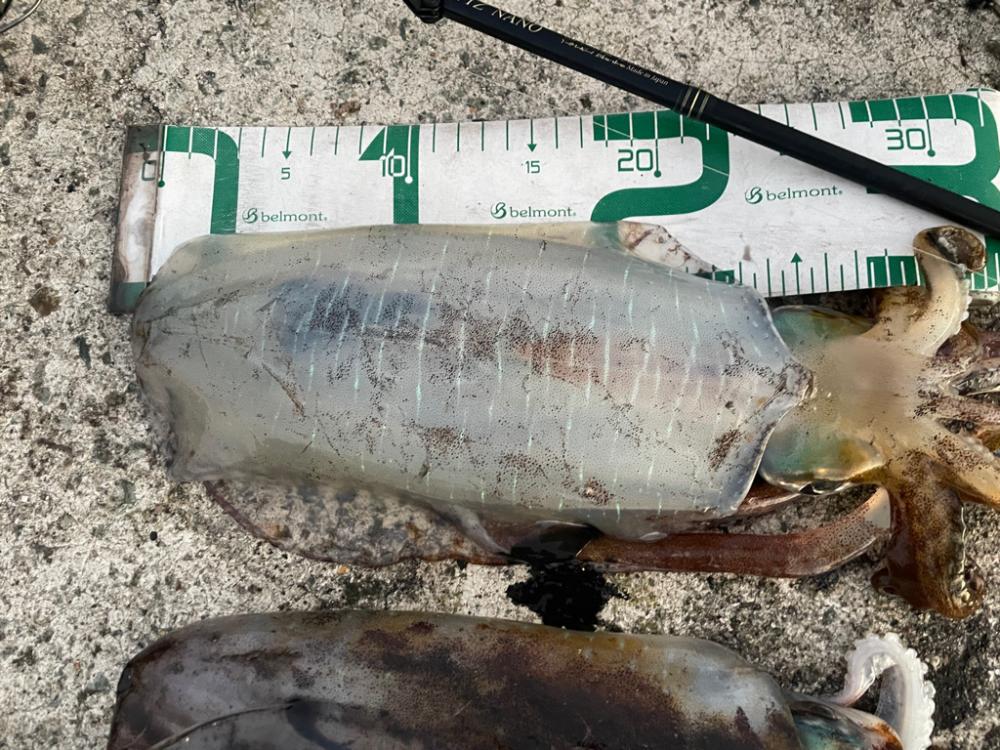 2023 佐渡ヶ島エギング 58回目【11月22日】