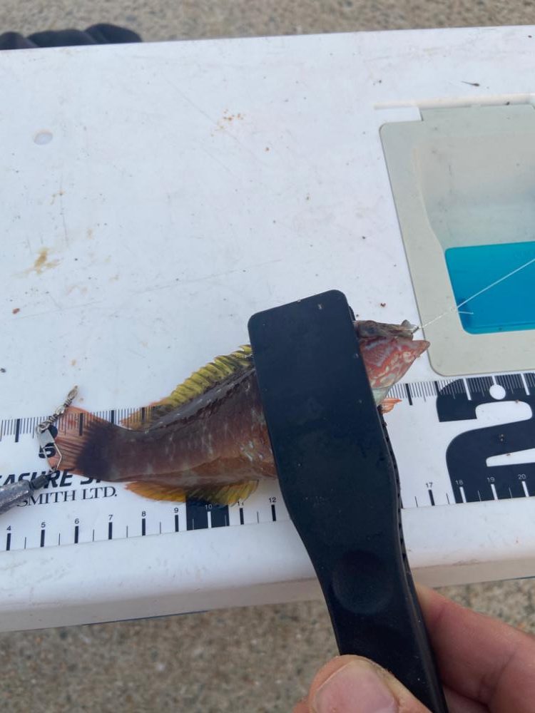 ちょい投げシロギスタの甘くないカワハギ