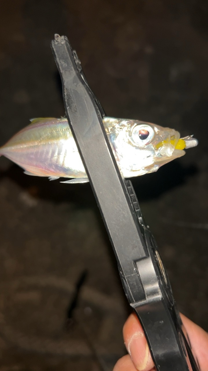 強風アジング(^◇^;)