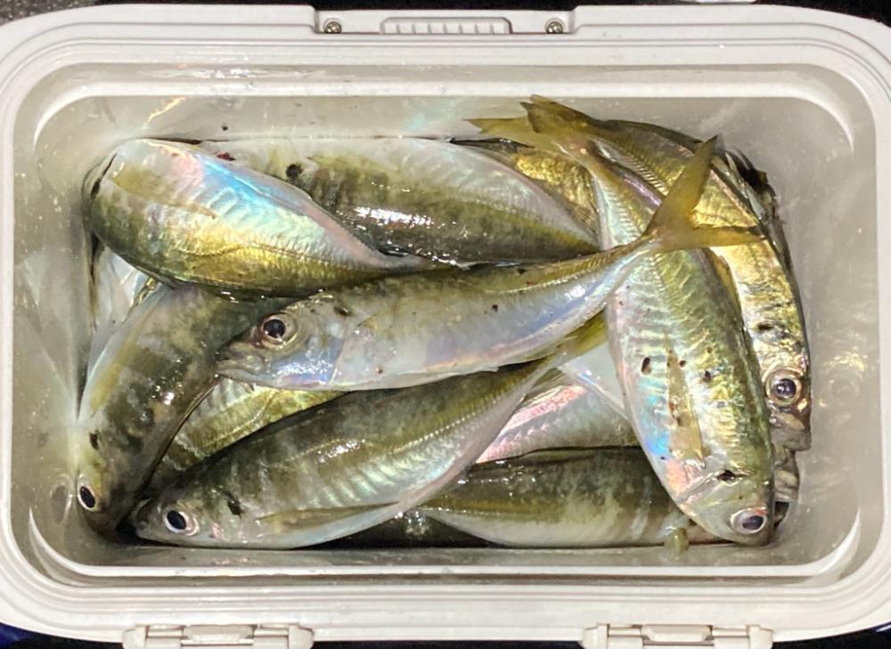 中アジたくさん❣️