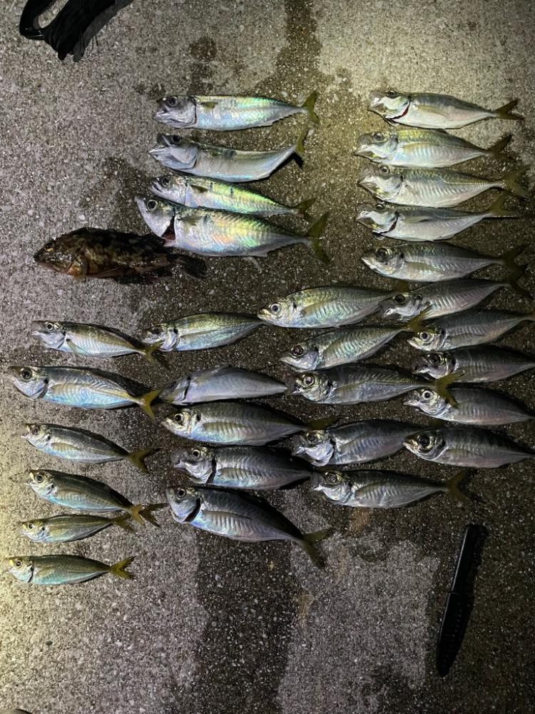 ナイトアジング