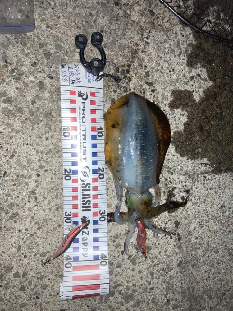 この秋一番のサイズ