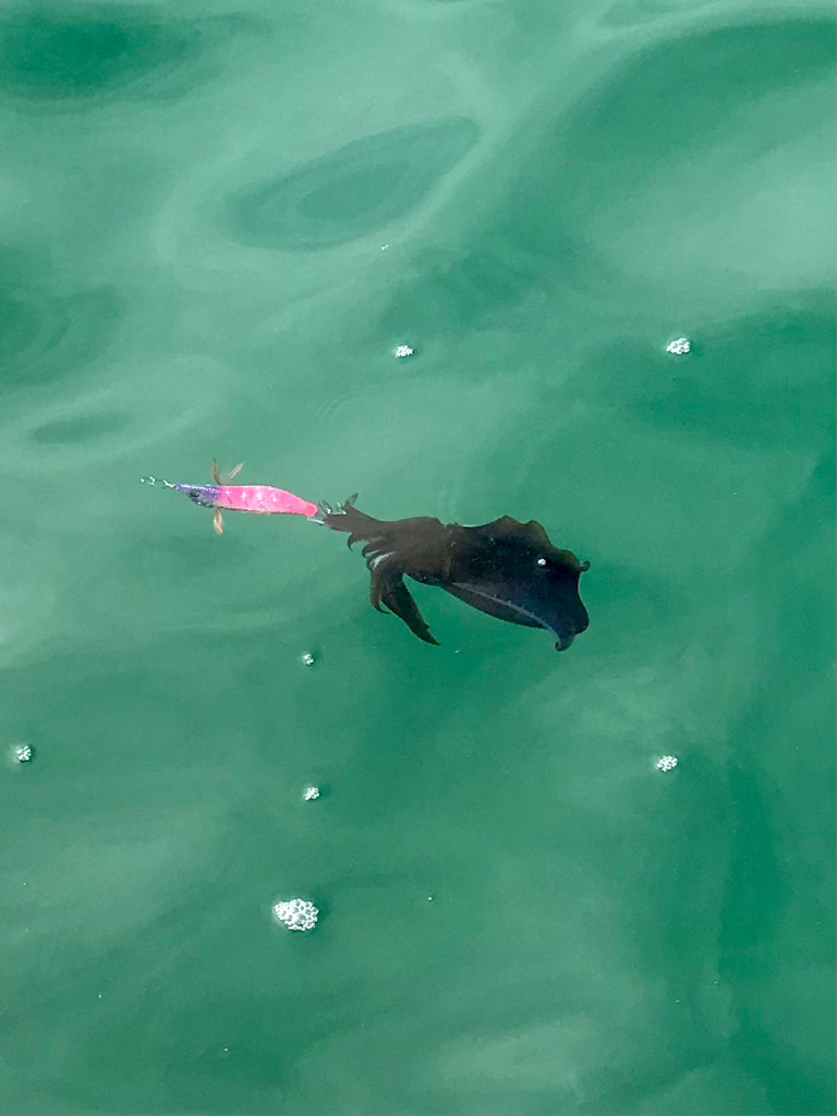 エギング・ショアジギング