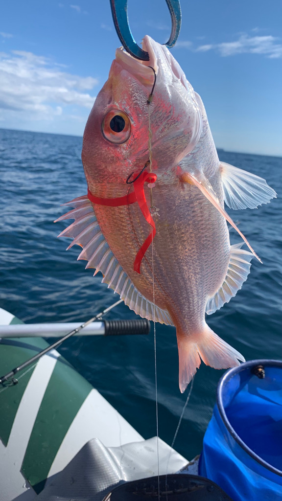 アマダイを求めてボート釣行