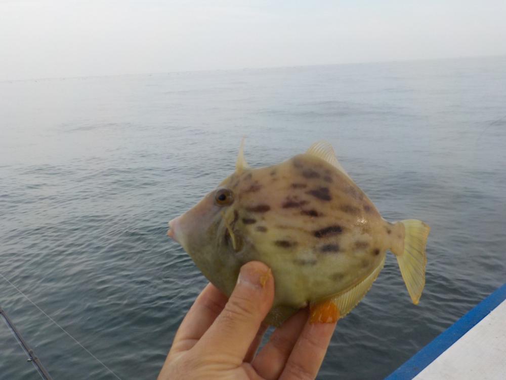 カワハギ第2 戦〜大雄丸〜