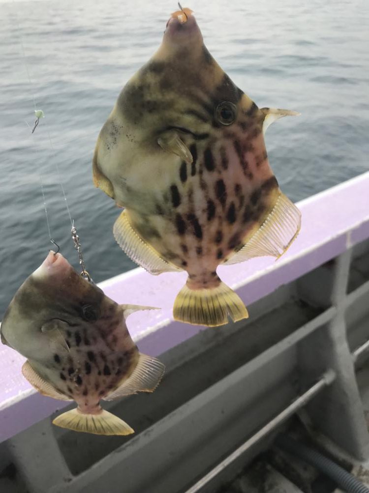 淡路のフグ&カワハギ